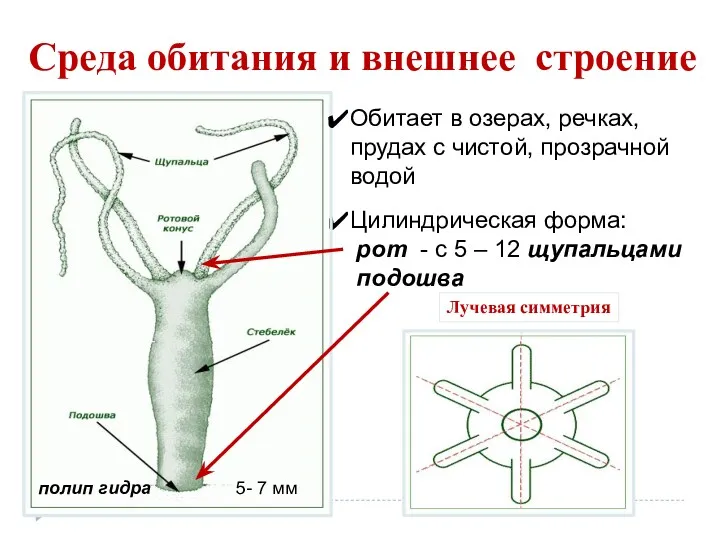 Среда обитания и внешнее строение Цилиндрическая форма: рот - с