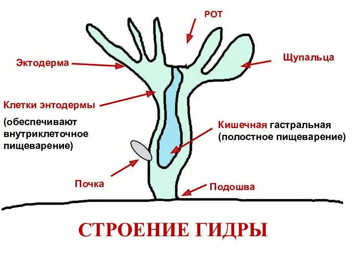 Почка Клетки энтодермы (обеспечивают внутриклеточное пищеварение) Эктодерма Щупальца РОТ Кишечная гастральная (полостное пищеварение) Подошва СТРОЕНИЕ ГИДРЫ