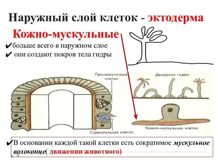 Наружный слой клеток - эктодерма В основании каждой такой клетки