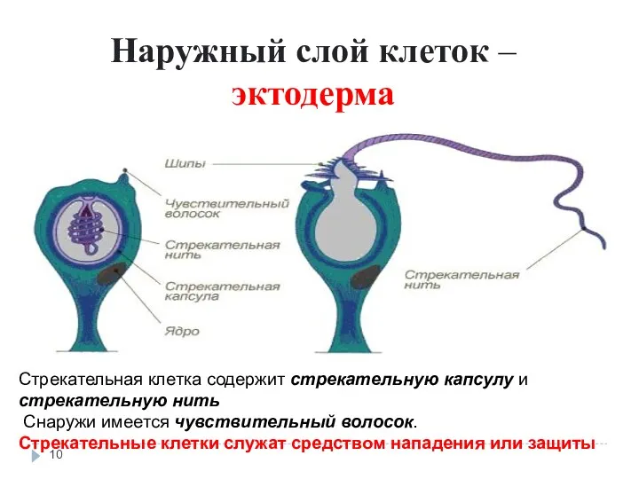 Наружный слой клеток – эктодерма Стрекательная клетка Стрекательная клетка содержит