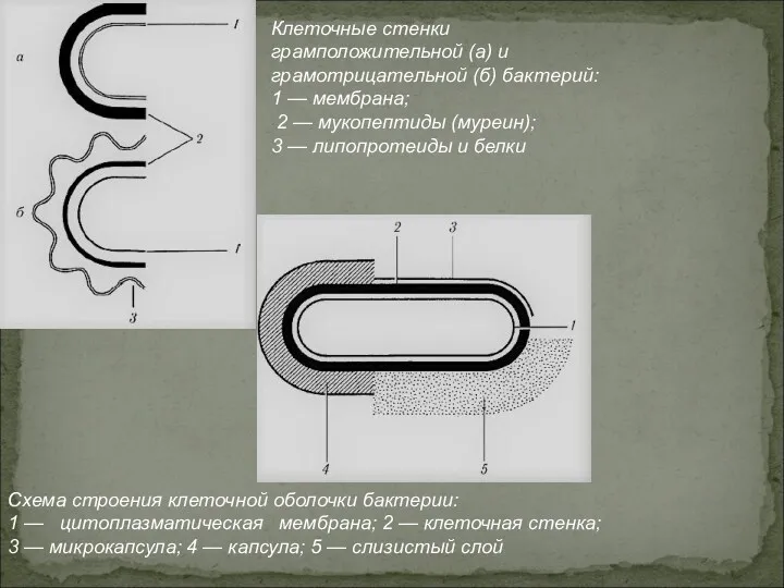 Клеточные стенки грамположительной (а) и грамотрицательной (б) бактерий: 1 —