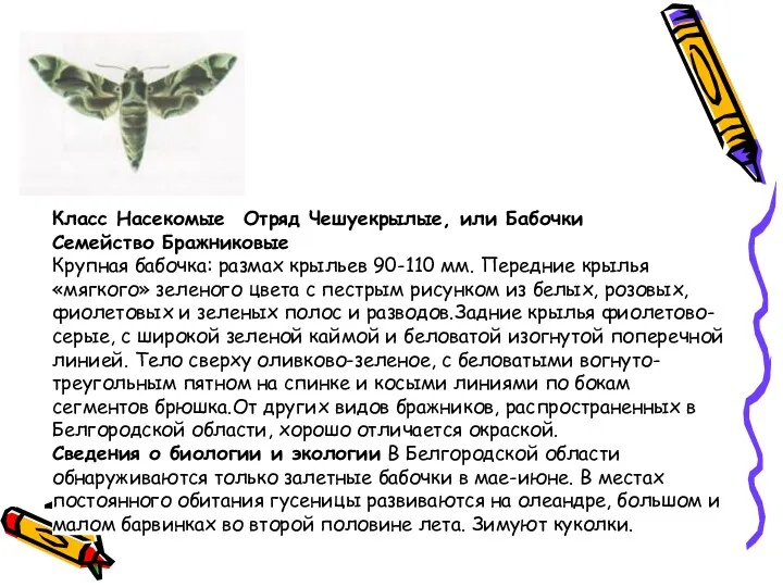 Класс Насекомые Отряд Чешуекрылые, или Бабочки Семейство Бражниковые Крупная бабочка: