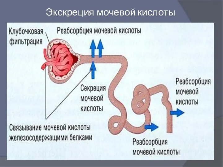 Экскреция мочевой кислоты