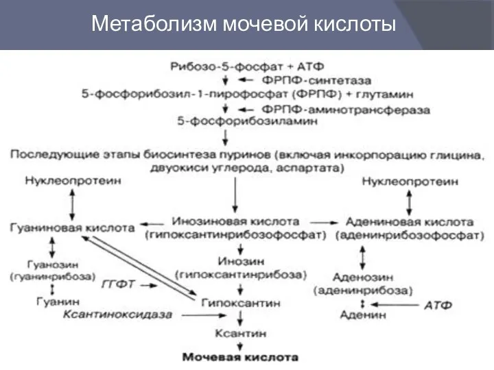 Метаболизм мочевой кислоты