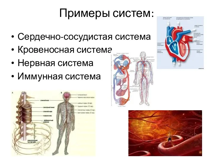 Примеры систем: Сердечно-сосудистая система Кровеносная система Нервная система Иммунная система