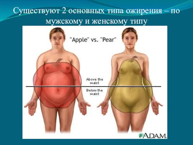 Существуют 2 основных типа ожирения – по мужскому и женскому типу