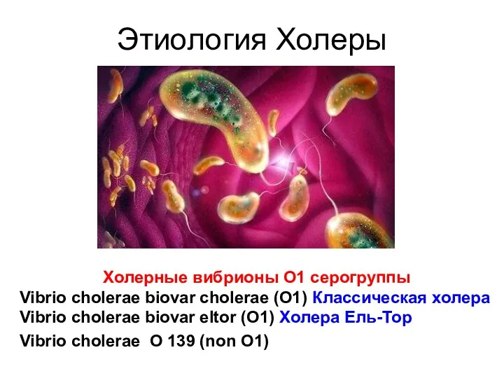 Этиология Холеры Холерные вибрионы О1 серогруппы Vibrio cholerae biovar cholerae