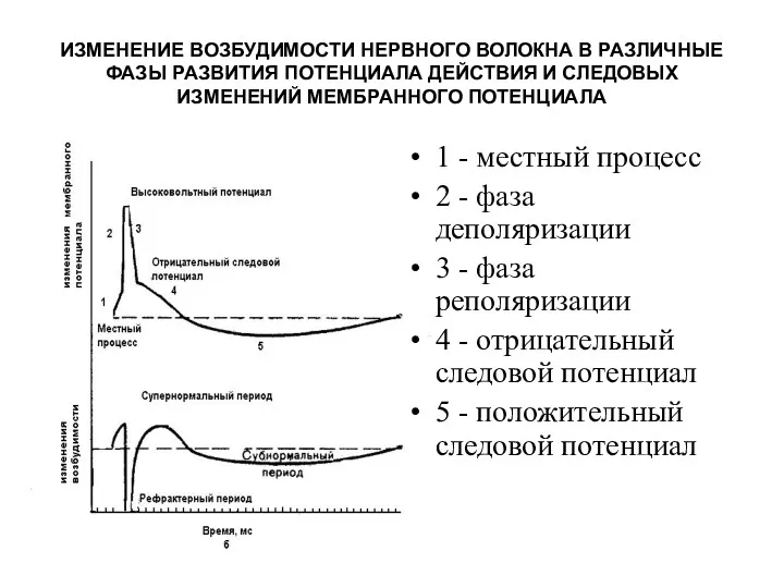 ИЗМЕНЕНИЕ ВОЗБУДИМОСТИ НЕРВНОГО ВОЛОКНА В РАЗЛИЧНЫЕ ФАЗЫ РАЗВИТИЯ ПОТЕНЦИАЛА ДЕЙСТВИЯ