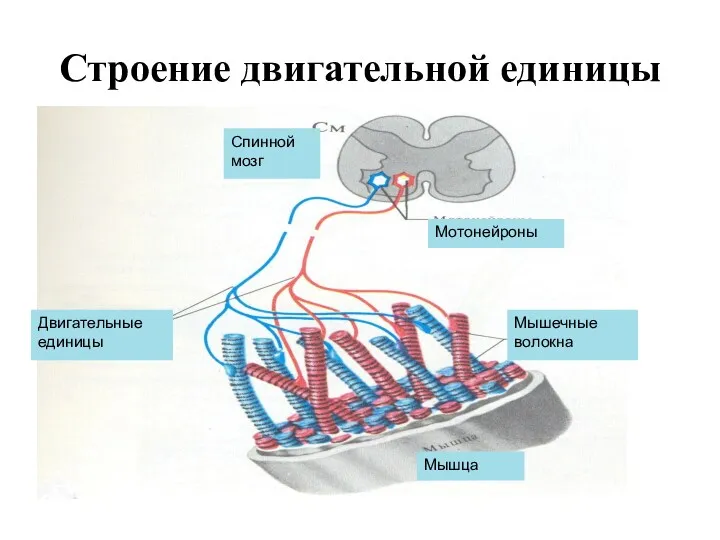 Строение двигательной единицы Мышечные волокна Мотонейроны Двигательные единицы Спинной мозг Мышца