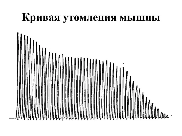 Кривая утомления мышцы