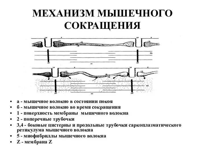 МЕХАНИЗМ МЫШЕЧНОГО СОКРАЩЕНИЯ а - мышечное волокно в состоянии покоя