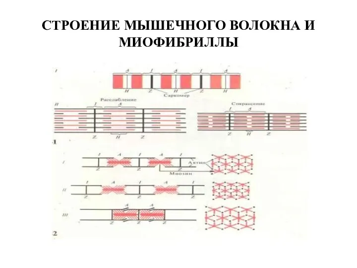 СТРОЕНИЕ МЫШЕЧНОГО ВОЛОКНА И МИОФИБРИЛЛЫ