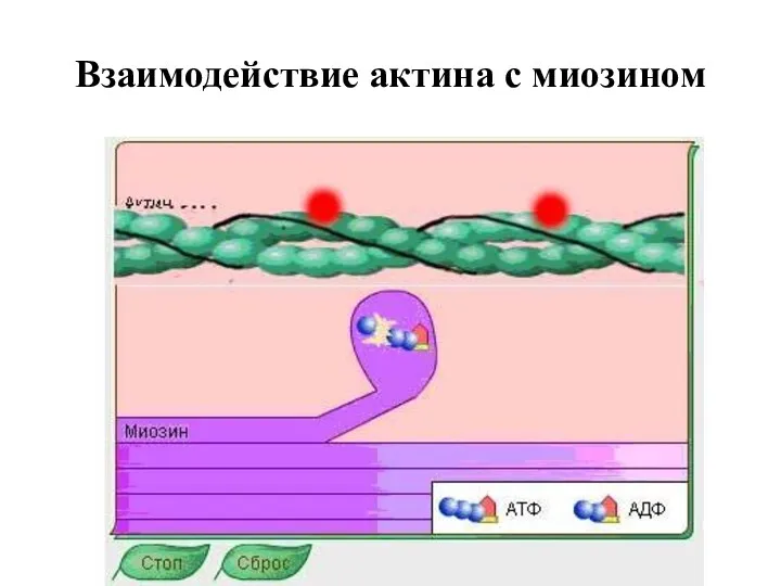Взаимодействие актина с миозином