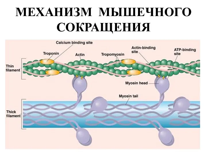 МЕХАНИЗМ МЫШЕЧНОГО СОКРАЩЕНИЯ