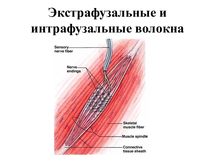 Экстрафузальные и интрафузальные волокна