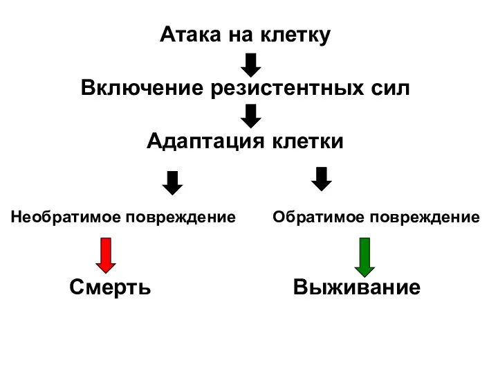 Атака на клетку Включение резистентных сил Адаптация клетки Необратимое повреждение Обратимое повреждение Смерть Выживание