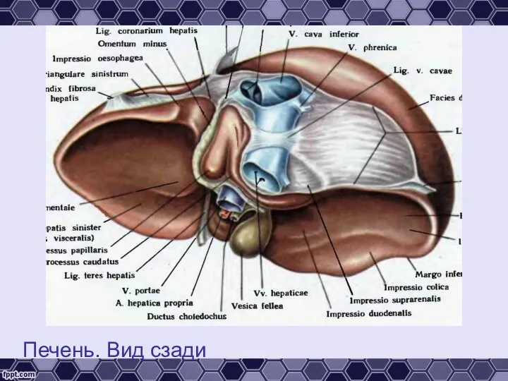 Печень. Вид сзади