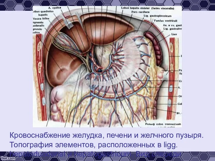 Кровоснабжение желудка, печени и желчного пузыря. Топография элементов, расположенных в ligg. hepatoduodenal и hepatogastricum. Вид спереди