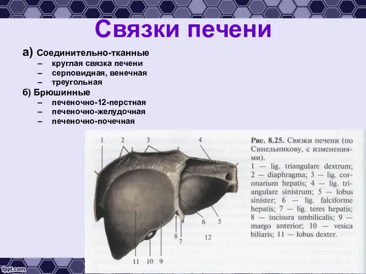 а) Соединительно-тканные круглая связка печени серповидная, венечная треугольная б) Брюшинные печеночно-12-перстная печеночно-желудочная печеночно-почечная Связки печени