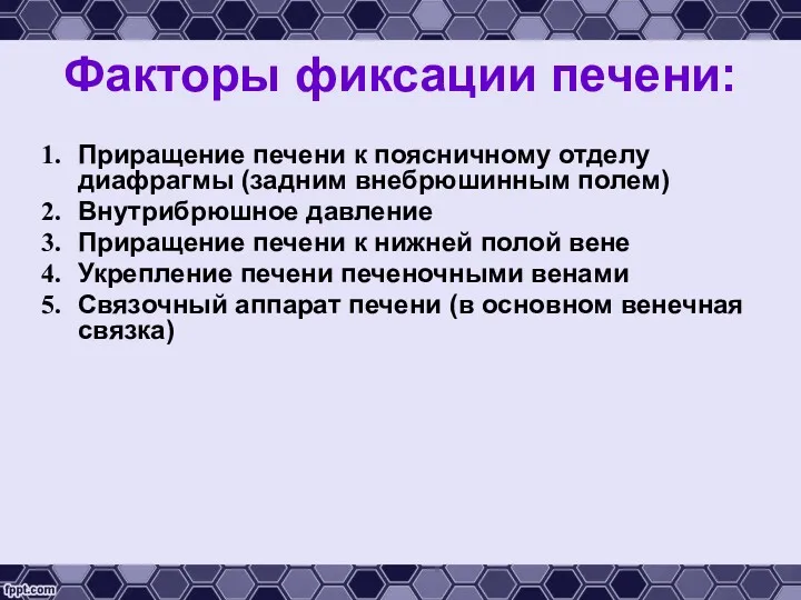 Факторы фиксации печени: Приращение печени к поясничному отделу диафрагмы (задним