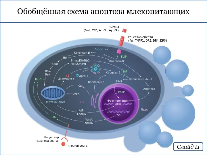 Обобщённая схема апоптоза млекопитающих Слайд 11