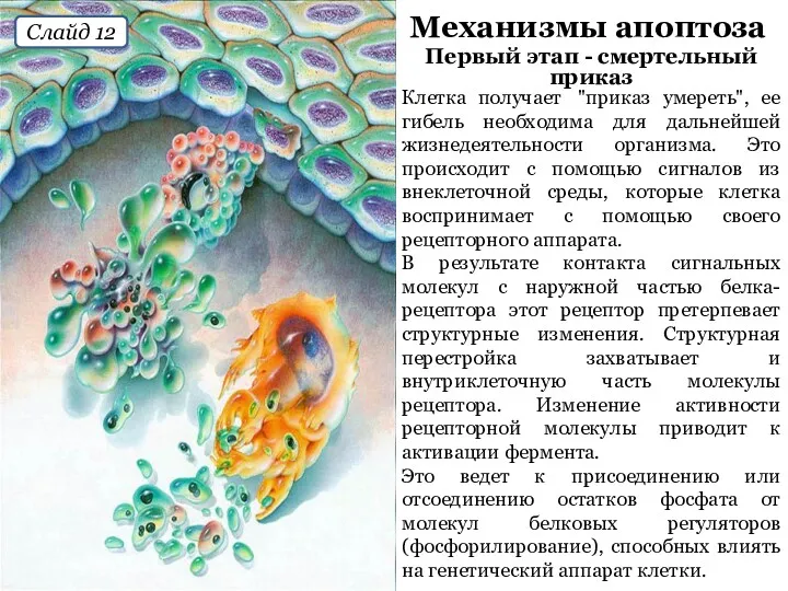 Механизмы апоптоза Первый этап - смертельный приказ Клетка получает "приказ