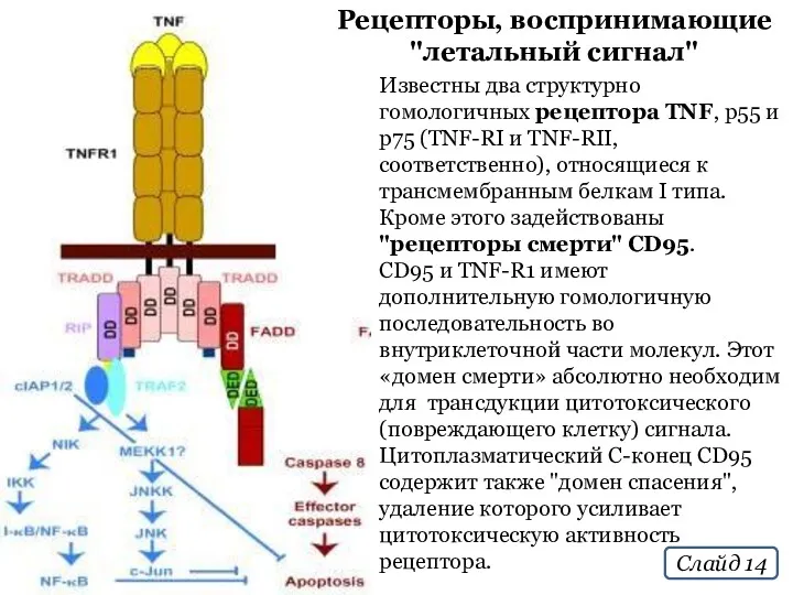 Рецепторы, воспринимающие "летальный сигнал" Известны два структурно гомологичных рецептора TNF, р55 и р75