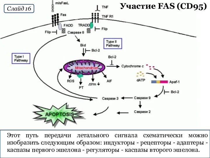 Участие FAS (CD95) Этот путь передачи летального сигнала схематически можно изобразить следующим образом: