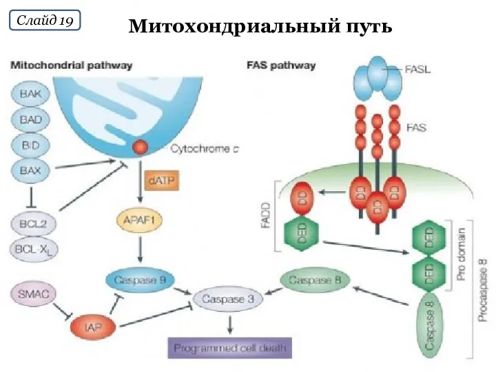 Митохондриальный путь Слайд 19