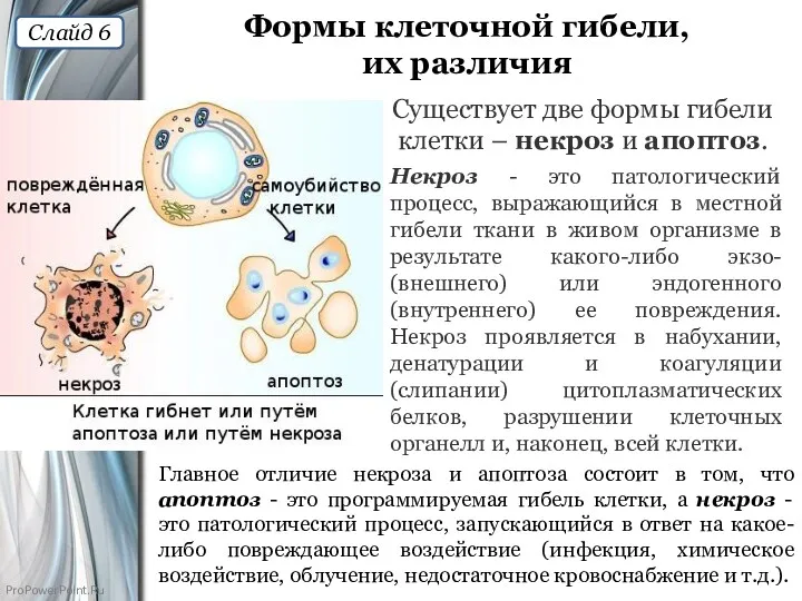 Формы клеточной гибели, их различия Существует две формы гибели клетки – некроз и