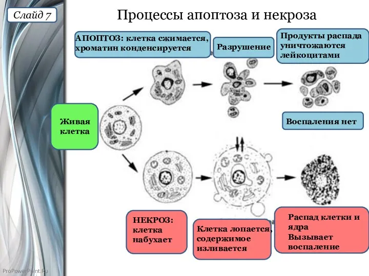 Процессы апоптоза и некроза Живая клетка АПОПТОЗ: клетка сжимается, хроматин