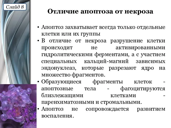 Отличие апоптоза от некроза Апоптоз захватывает всегда только отдельные клетки