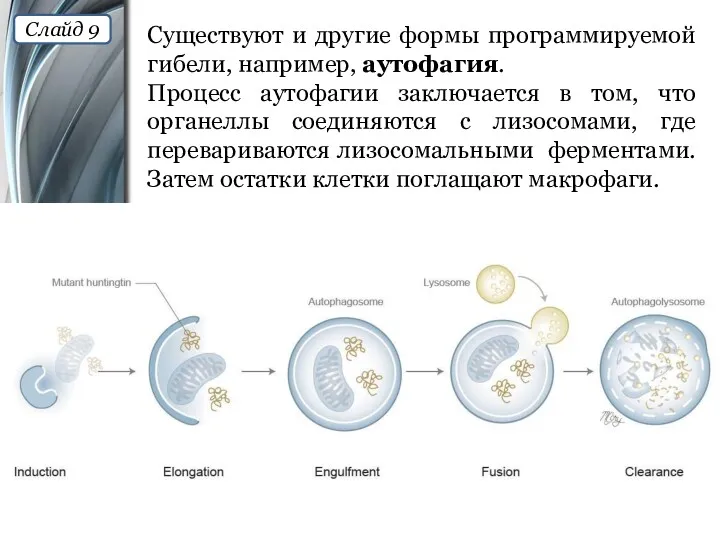 Существуют и другие формы программируемой гибели, например, аутофагия. Процесс аутофагии заключается в том,