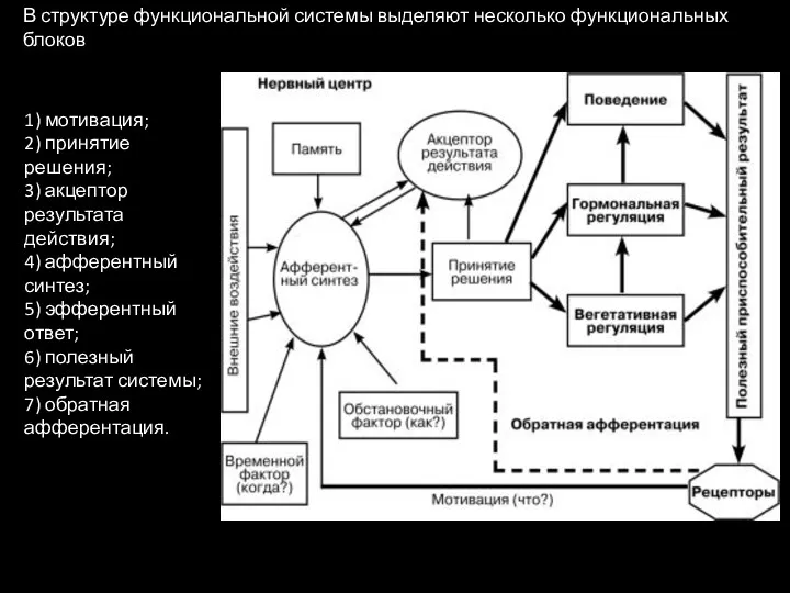 В структуре функциональной системы выделяют несколько функциональных блоков 1) мотивация;