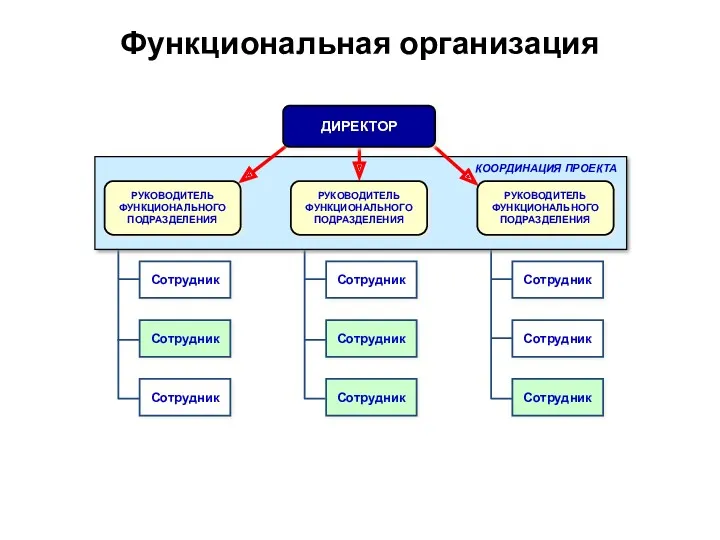 Функциональная организация