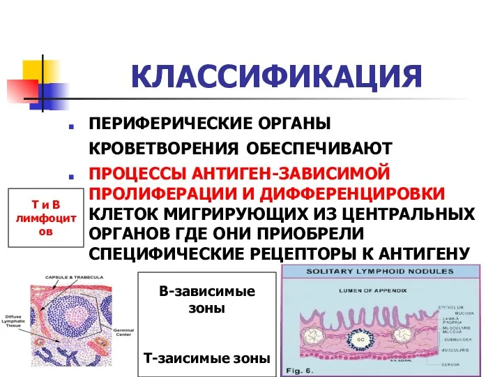 14- КЛАССИФИКАЦИЯ ПЕРИФЕРИЧЕСКИЕ ОРГАНЫ КРОВЕТВОРЕНИЯ ОБЕСПЕЧИВАЮТ ПРОЦЕССЫ АНТИГЕН-ЗАВИСИМОЙ ПРОЛИФЕРАЦИИ И