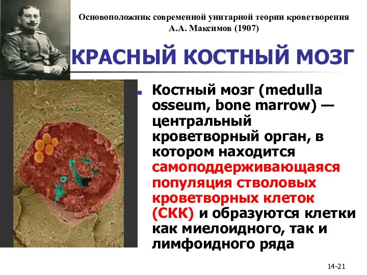 14- КРАСНЫЙ КОСТНЫЙ МОЗГ Костный мозг (medulla osseum, bone marrow) — центральный кроветворный