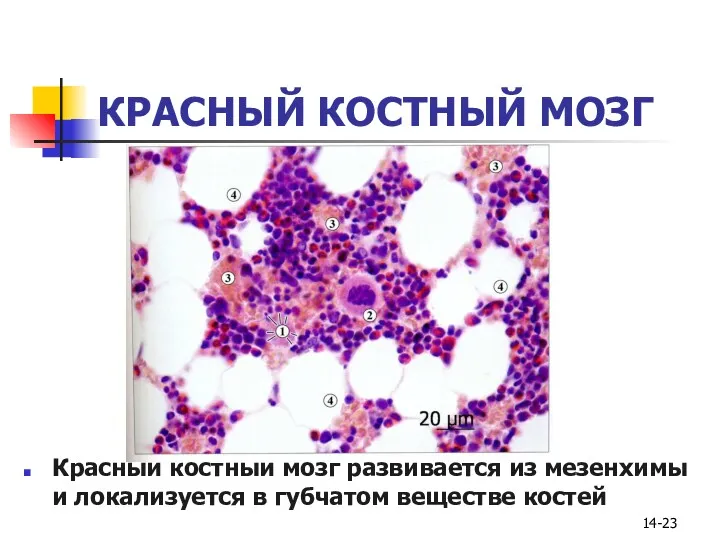 14- КРАСНЫЙ КОСТНЫЙ МОЗГ Красный костный мозг развивается из мезенхимы и локализуется в губчатом веществе костей