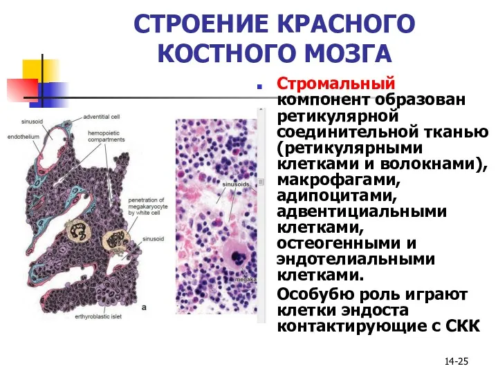 14- СТРОЕНИЕ КРАСНОГО КОСТНОГО МОЗГА Стромальный компонент образован ретикулярной соединительной тканью (ретикулярными клетками