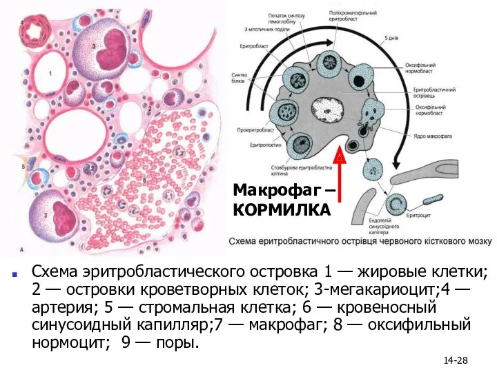 14- Схема эритробластического островка 1 — жировые клетки; 2 — островки кроветворных клеток;