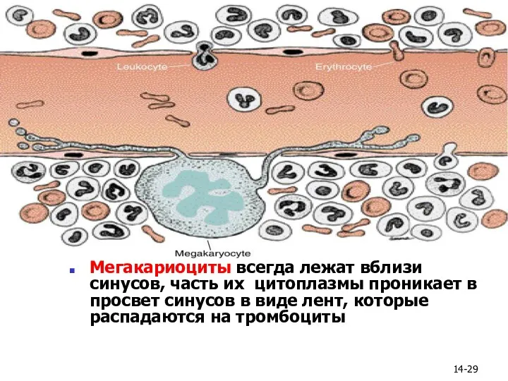 14- Мегакариоциты всегда лежат вблизи синусов, часть их цитоплазмы проникает в просвет синусов