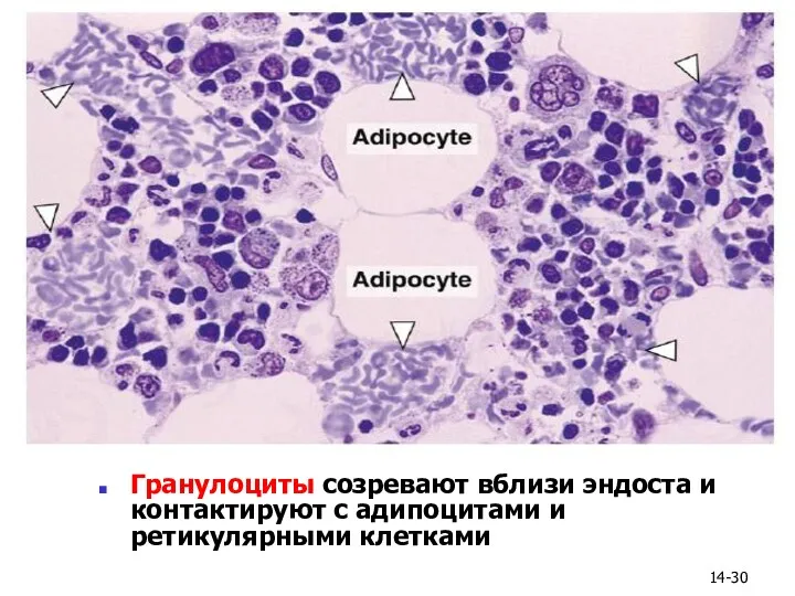 14- Гранулоциты созревают вблизи эндоста и контактируют с адипоцитами и ретикулярными клетками