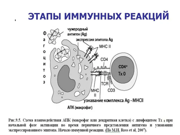 ЭТАПЫ ИММУННЫХ РЕАКЦИЙ 14-