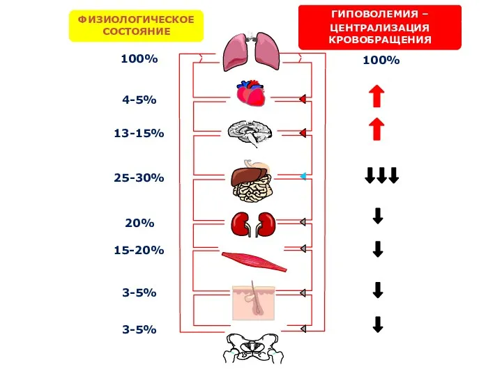 ЦЕНТРАЛИЗАЦИЯ КРОВОБРАЩЕНИЯ 100% 4-5% 13-15% 25-30% 20% 15-20% 3-5% 3-5% 100% ФИЗИОЛОГИЧЕСКОЕ СОСТОЯНИЕ ГИПОВОЛЕМИЯ –