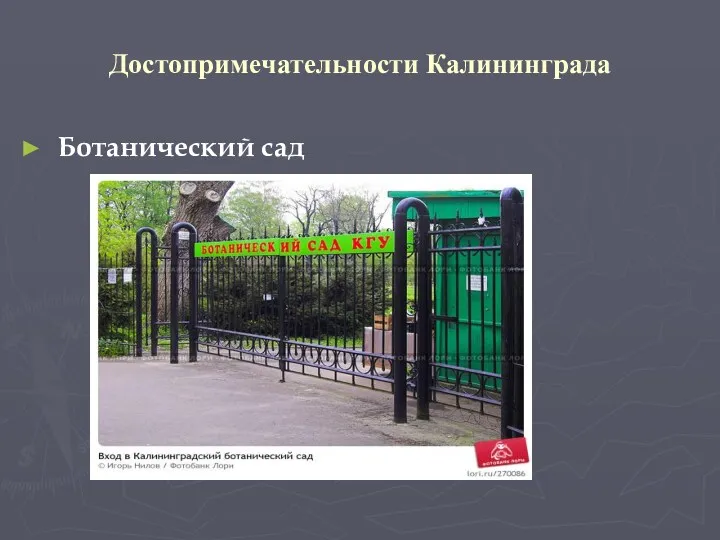 Достопримечательности Калининграда Ботанический сад
