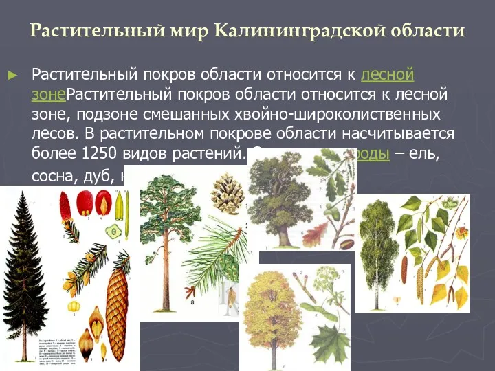 Растительный мир Калининградской области Растительный покров области относится к лесной зонеРастительный покров области