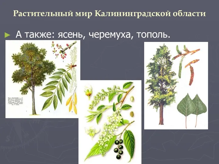 Растительный мир Калининградской области А также: ясень, черемуха, тополь.