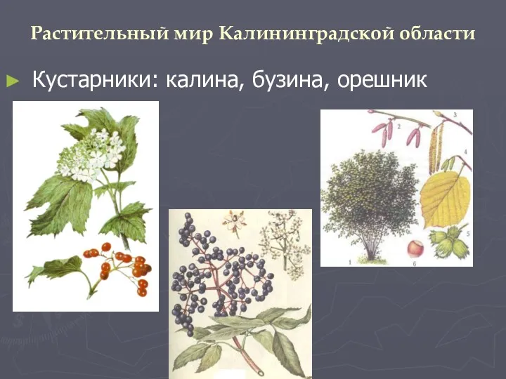 Растительный мир Калининградской области Кустарники: калина, бузина, орешник
