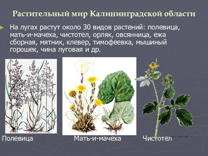 Растительный мир Калининградской области На лугах растут около 30 видов растений: полевица, мать-и-мачеха,