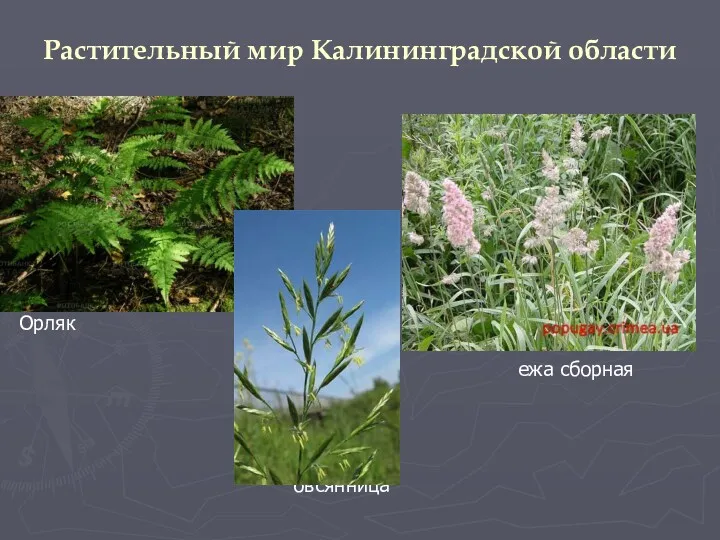 Растительный мир Калининградской области Орляк ежа сборная овсянница